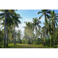 Bay Isle Home™ Coconut Plantation