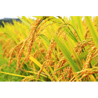 Hokku Designs Golden Rice Plant by 123Artistimages - Print