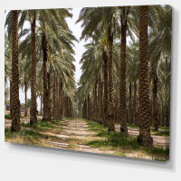 Made in Canada - Design Art Date Palm Plantation Photography - Wrapped Canvas Photograph Print