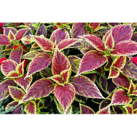 Ebern Designs Clesha Red Coleus Plant - Wrapped Canvas Photograph