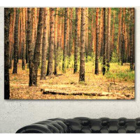 Made in Canada - Design Art Beautiful Pine Forest at Sunset - Wrapped Canvas Photograph Print