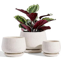 Latitude Run® Thereasa Ceramic Pot Planter