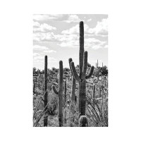 East Urban Home Black Arizona Series - Tucson Cactus-PHD1505