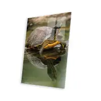 Bay Isle Home™ Yellow-Bellied Slider Turtle, Portrait, In Water, North America Print On Acrylic Glass