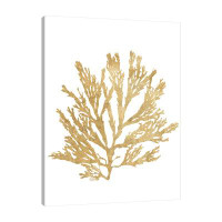 Jaxson Rea Wild Apple Portfolio Pacific Sea Mosses I Gold by Wild Apple Portfolio - Wrapped Canvas Print