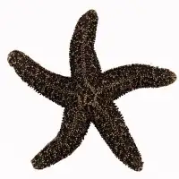 Acorn Natural Starfish Cabinet Knob