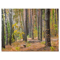 Made in Canada - Design Art Green Fall Forest with Thick Woods - Wrapped Canvas Photograph Print