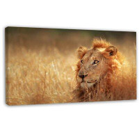 Design Art Relaxing Lion in Grassland - Wrapped Canvas Photograph Print