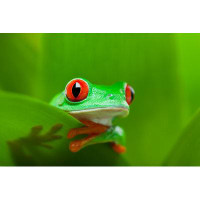 Ebern Designs Frog In A Plant by - Wrapped Canvas Photograph