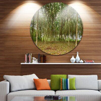 Made in Canada - Design Art 'Rubber Tree Plantation during Midday' Photographic Print on Metal