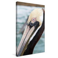 Highland Dunes 'Bayside Pelican' Photographic Print on Canvas