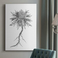 Rosalind Wheeler B&W Plant Specimen III Premium Gallery Wrapped Canvas - Ready To Hang