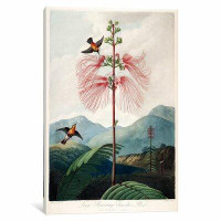 East Urban Home Thornton's Temple of Flora Series 'Large Flowering Sensitive Plant' Painting Print on Canvas