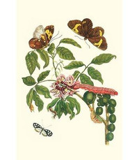 Buyenlarge 'Leguminous Plant with A Sophorae Owl Caterpillar' by Maria Sibylla Merian Graphic Art