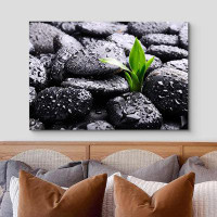 SIGNLEADER Print Wall Art Raindrops on Black Zen Rocks with Sprouting Plant Floral Photography
