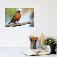 East Urban Home Robin Redbreast - Wrapped Canvas Print