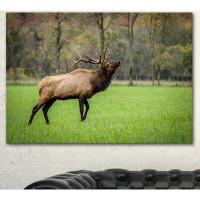 Made in Canada - Design Art Trophy Bull Elk in Green Grassland - Wrapped Canvas Photograph Print