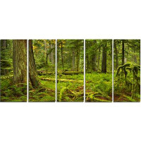 Design Art 'Lush Rainforest in Cathedral Grove' Photographic Print Multi-Piece Image on Canvas