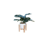 Primrue 10" Monstera Plant With Wood Stand