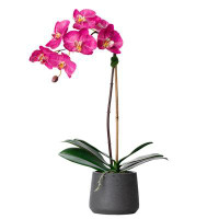Vivian Rose Orchid Floral Arrangements in Planter