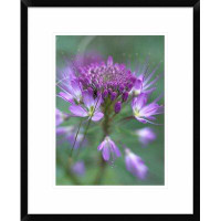 Global Gallery Rocky Mountain Bee Plant Flower, Great Sand Dunes National Monument, Colorado by Tim Fitzharris Framed Ph