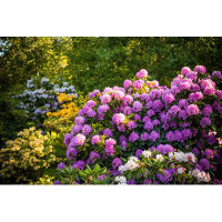 Ebern Designs Rhododendron Plants
