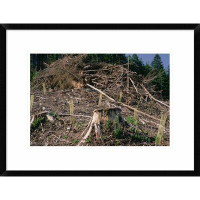 Global Gallery 'Replant of Douglas Fir' Framed Photographic Print