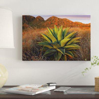 East Urban Home 'Agave Plants and Chisos Mountains, Big Bend National Park, Chihuahuan Desert, Texas' Photographic Print