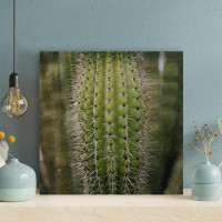Foundry Select Green Cactus Plant 37 - 1 Piece Square Graphic Art Print On Wrapped Canvas