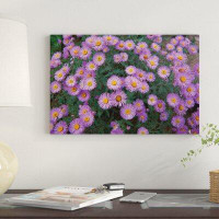 East Urban Home Smooth Aster Plant in Full Summer Bloom, Colorado by Tim Fitzharris - Gallery-Wrapped Canvas Giclée  Pri