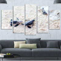 Made in Canada - Design Art 'Baby Green Turtles on Sand' 5 Piece Photographic Print on Wrapped Canvas Set