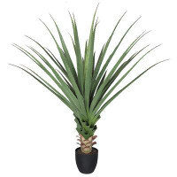 Primrue Cobb 48'' Plant