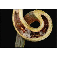 Global Gallery 'Carpenter Ants and Pupae Nest Safely in Tendril of Carnivorous Pitcher Plant, Borneo' Framed Photographi