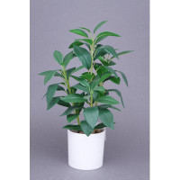 Primrue Nagi Fake Plants Artificial Greenery Potted Plants For Home Decor Indoor Outdoor Office Table Room Farmhouse 15.