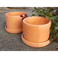 Ebern Designs Purnell Fat Walled Garden Terracotta Pot Planter
