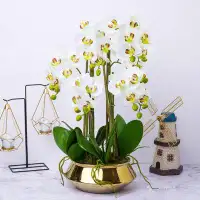 Primrue Faux Orchid, Velvet Touch, With Golden Ceramic Planter, Indoor Fake Plant