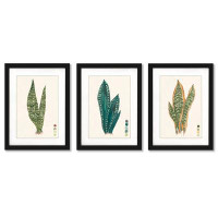 Bungalow Rose Snake Plant Study By Melissa Wang - 3 Piece Gallery Framed Print Art Set