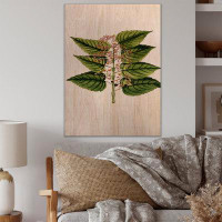August Grove Vintage Plant Life XXVI - Traditional Wood Wall Art Décor - Natural Pine Wood