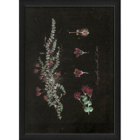 August Grove Anagallis Tenella Vintage Plant Study Framed Graphic Art