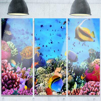 Made in Canada - Design Art 'Coral Colony on Reef Egypt' Photograph Multi-Piece Image on Metal