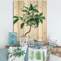 East Urban Home Vintage Green Leaves Plants IV - Traditional Print On Natural Pine Wood
