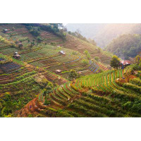 Millwood Pines Tea Plantation In Thailand by - Wrapped Canvas Photograph