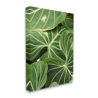 Stupell Industries Lush Green Leaves Vegetation Tropical Plant Photography Canvas Wall Art By Gail Peck