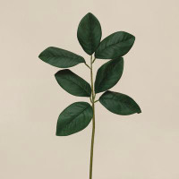 Primrue 23 Magnolia Plant