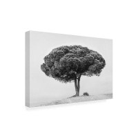 Trademark Fine Art Tree - Wrapped Canvas Print