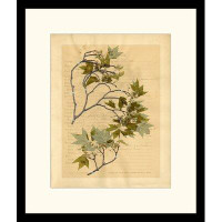 Wendover Art Group Harbarium - Plant Description VII Picture Frame Drawing Print