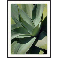 Wendover Art Group Bold Agave 1