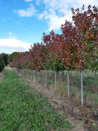 Shade Trees - Spring Sale