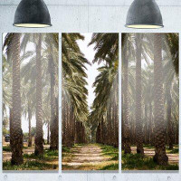 Design Art 'Date Palm Plantation Photography' 3 Piece Photographic Print on Metal Set