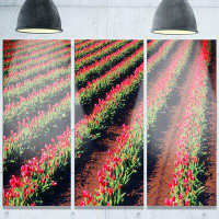 Made in Canada - Design Art 'Beautiful Field of Red Tulip Flowers' 3 Piece Photographic Print on Metal Set